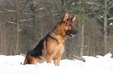BERGER ALLEMAND 481